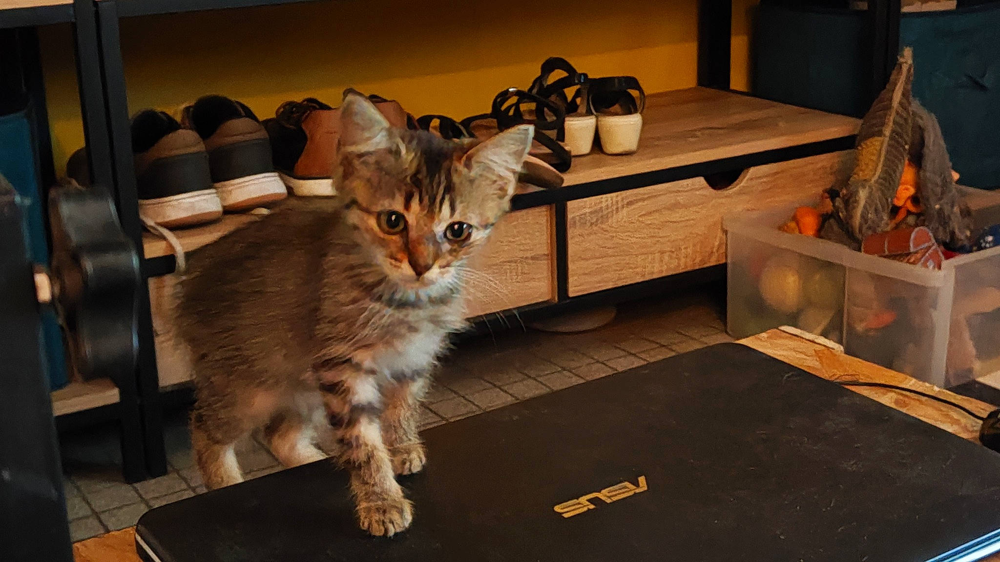 Chance a rejoint le concours — aidez-le/la à gagner de superbes lots ! cat, chair, comfort, couch, domestic_short_haired_cat, fawn, felidae, floor, flooring, fur, furniture, hardwood, living_room, paw, picture_frame, small_to_medium_sized_cats, table, tail, whiskers, wood