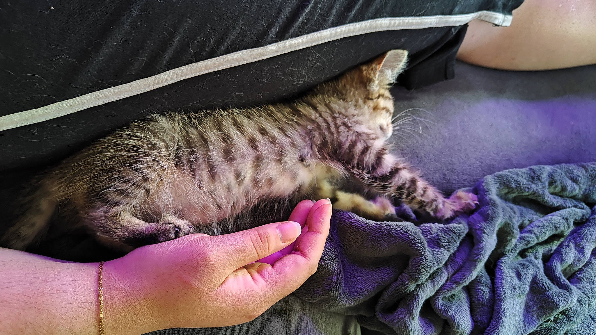 Chance a rejoint le concours — aidez-le/la à gagner de superbes lots ! carnivore, cat, claw, comfort, couch, domestic_short_haired_cat, felidae, fur, hand, linens, nail, nap, pattern, paw, sleep, small_to_medium_sized_cats, snout, tail, whiskers, woolen