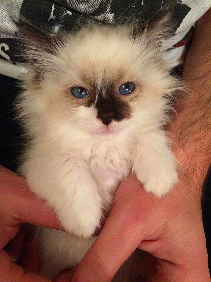 Aloha a rejoint le concours — aidez-le/la à gagner de superbes lots ! kitten, cat, blue_eyes, fluffy, fur, pet, animal, cute, hands, holding, face, closeup, domestic, mammal, whiskers, small, young, adorable, feline, indoor