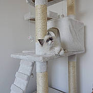 Aloha participe au concours pour gagner de l'argent avec cette photo : kitten, cat, cat_tree, indoor, pet, fluffy, blue_eyes, sisal_post, toy_mouse, lounge, curious, furniture, beige, multi_level, stairs, playful, cozy, animal, domestic_cat, young_cat
