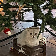 Remington joined the competition — help win amazing prizes! cat, white_cat, fluffy_cat, christmas_tree, ornament, tree_stand, wooden_crate, toy, bauble, indoor, hardwood_floor, holiday_decor, pet, sitting, cute, eyes, fur, decoration, under_tree, festive