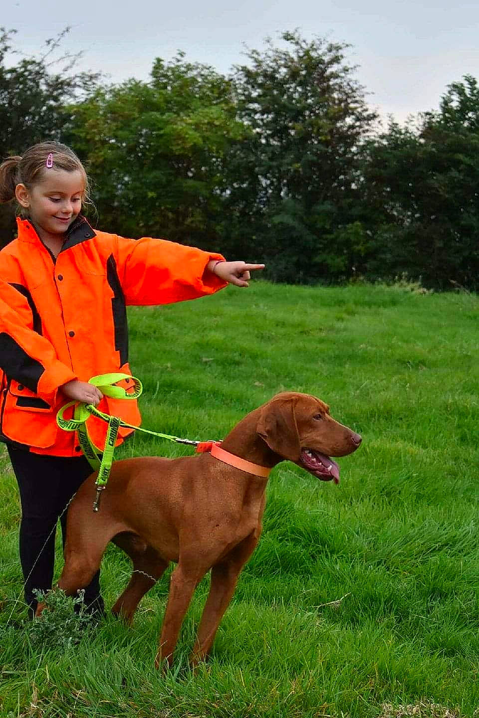 Hubert participe au concours pour gagner de l'argent avec cette photo : animal_training, canidae, carnivore, collar, companion_dog, dog, dog_breed, dog_collar, fawn, gun_dog, hound, hunting_dog, leash, liver, mammal, pointing_breed, snout, sporting_group, vizsla, working_animal