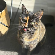 Happy a rejoint le concours — aidez-le/la à gagner de superbes lots ! cat, tortoiseshell, pet, indoor, sunlight, playful, tongue_out, feline, whiskers, ears, fur, animal, cute, domestic, looking_up, shadow, floor, home, curious, closeup