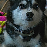 North is registered to the contest to win money with this photo: dog, pet, black_and_white, fluffy, close_up, indoor, collar, sitting, face, ears, eyes, fur, animal, domestic_animal, cute, portrait, looking_at_camera, resting, cozy, home