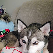 Jane joined the competition — help win amazing prizes! dog, husky, heterochromia, blanket, heart_pattern, couch, indoor, pet, fur, resting, closeup, animal, ears, eyes, snout, comfort, relaxation, furniture, home, cute