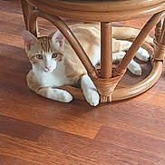 Simba is registered to the contest to win money with this photo: animal, cat, chair, curious, cushion, domestic_animal, ears, eyes, feline, flooring, green_cushion, indoor, orange_cat, paw, pet, relaxed, resting, white_cat, wooden_chair, wooden_floor