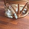 animal, cat, chair, curious, cushion, domestic_animal, ears, eyes, feline, flooring, green_cushion, indoor, orange_cat, paw, pet, relaxed, resting, white_cat, wooden_chair, wooden_floor