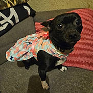 Nala joined the competition — help win amazing prizes! animal, black_dog, blanket, clothing, companion, couch, curious, cute, dog, domestic, dress, ears, fabric, fur, home, indoor, looking, paw, pet, small_dog