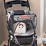 Mochi Moo joined the competition — help win amazing prizes! cat, pet_stroller, indoor, fluffy_cat, white_cat, brown_patches, wooden_floor, natural_light, cozy, curious, animal, pet, mesh_window, home, furniture, quiet, resting, comfort, adorable, companion