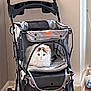 cat, pet_stroller, indoor, fluffy_cat, white_cat, brown_patches, wooden_floor, natural_light, cozy, curious, animal, pet, mesh_window, home, furniture, quiet, resting, comfort, adorable, companion