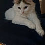 Mochi Moo is registered to the contest to win money with this photo: cat, white_cat, fluffy, feline, pet, indoor, chair, velvet, blue_chair, relaxed, paws, animal, cute, domestic_cat, resting, closeup, fur, whiskers, home, portrait