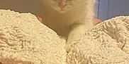 Mochi Moo is registered to the contest to win money with this photo: cat, fluffy, white_cat, curious, blanket, soft_texture, indoor, pet, fur, closeup, cozy, home, door, cream_color, animal, cute, whiskers, paw, relaxed, feline