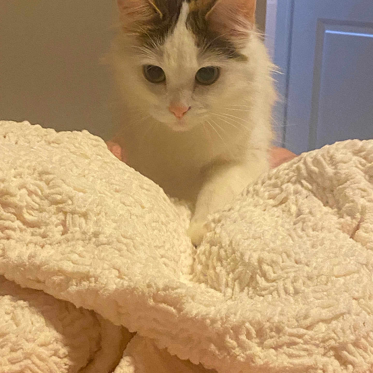 Mochi Moo is registered to the contest to win money with this photo: animal, blanket, cat, closeup, cozy, cream_color, curious, cute, door, feline, fluffy, fur, home, indoor, paw, pet, relaxed, soft_texture, whiskers, white_cat