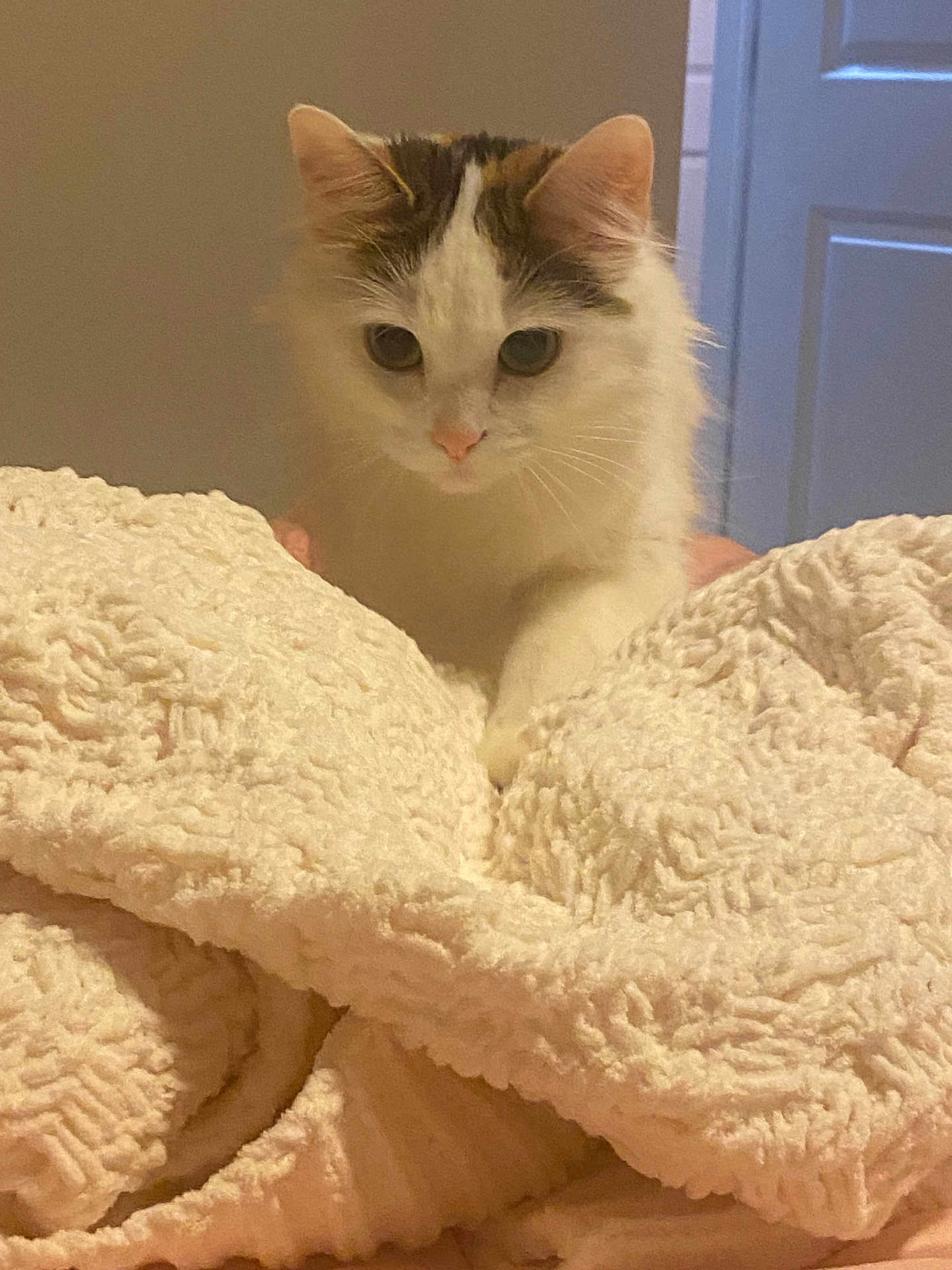 Mochi Moo is registered to the contest to win money with this photo: cat, fluffy, white_cat, curious, blanket, soft_texture, indoor, pet, fur, closeup, cozy, home, door, cream_color, animal, cute, whiskers, paw, relaxed, feline