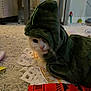 Mochi Moo is registered to the contest to win money with this photo: cat, white_cat, blanket, green_blanket, carpet, indoor, pet, animal, cozy, fabric, patterned_cloth, cute, whiskers, fur, laying_down, household, curious, small_animal, domestic, resting