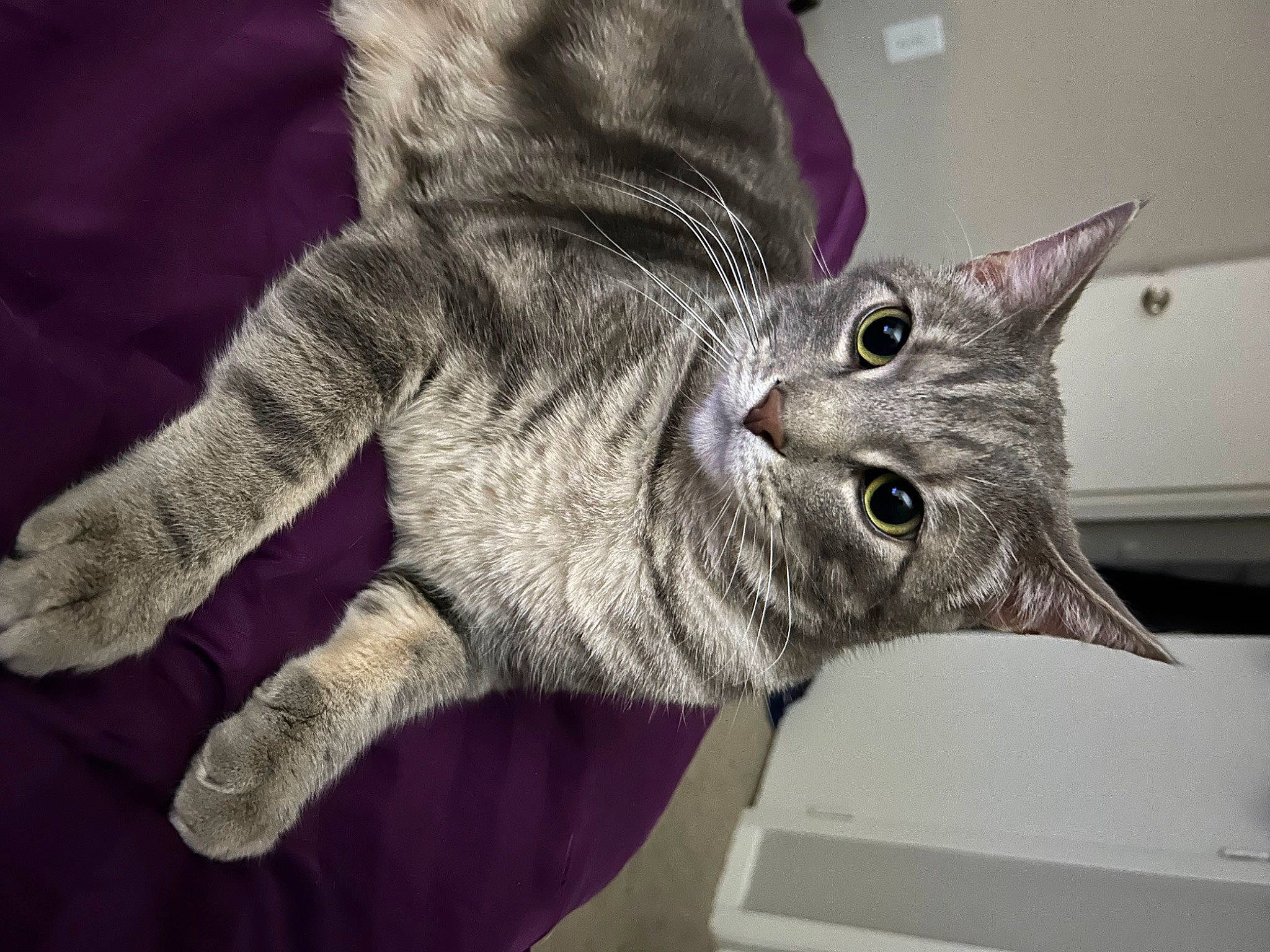 Winnie joined the competition — help win amazing prizes! black_cat, carmine, carnivore, cat, claw, domestic_short_haired_cat, felidae, fur, gesture, grey, small_to_medium_sized_cats, snout, tail, whiskers