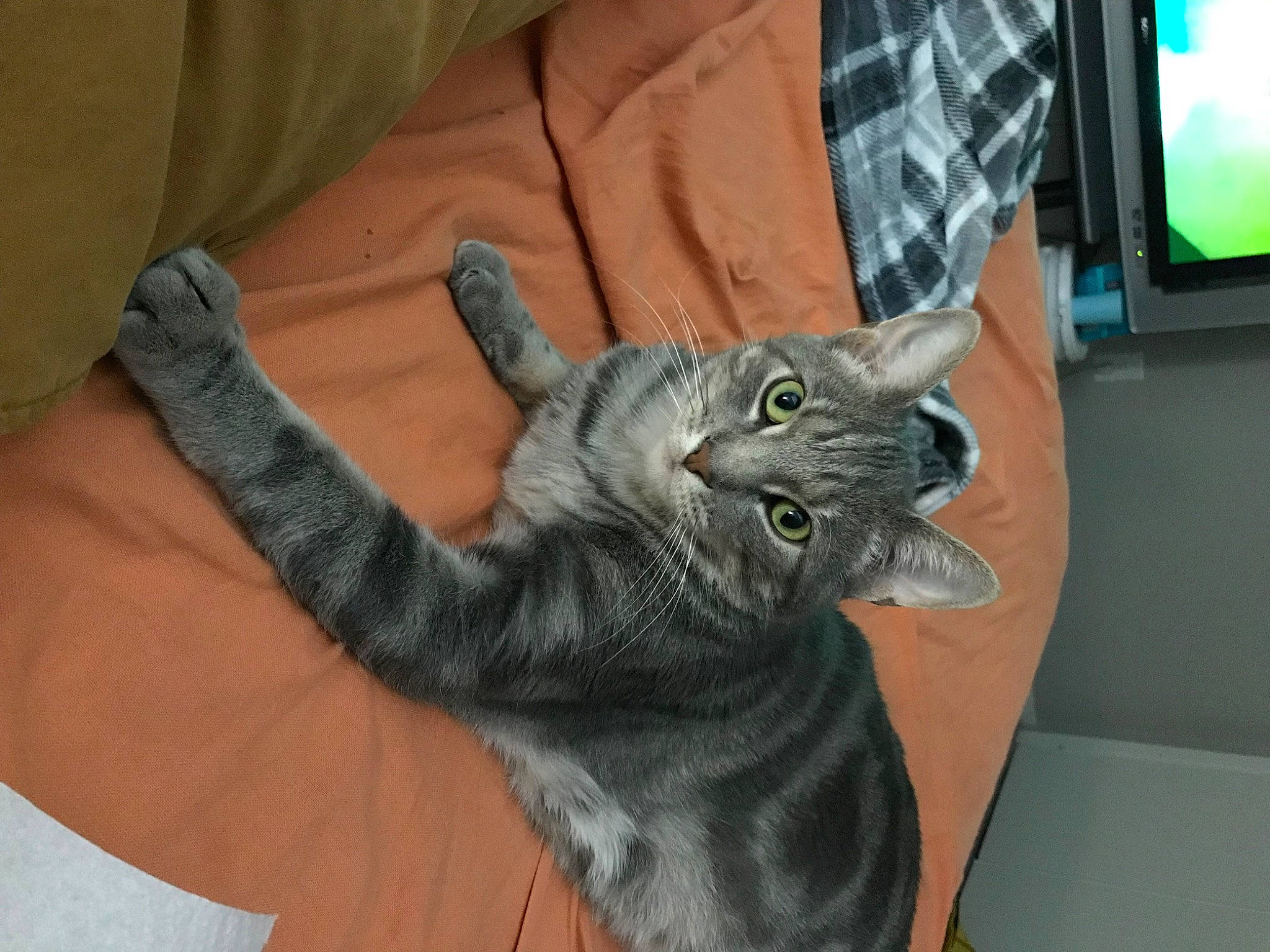 Winnie is registered to the contest to win money with this photo: carnivore, cat, claw, comfort, display_device, domestic_short_haired_cat, felidae, finger, fur, gesture, grey, led_backlit_lcd_display, nail, paw, small_to_medium_sized_cats, tail, television, television_set, whiskers