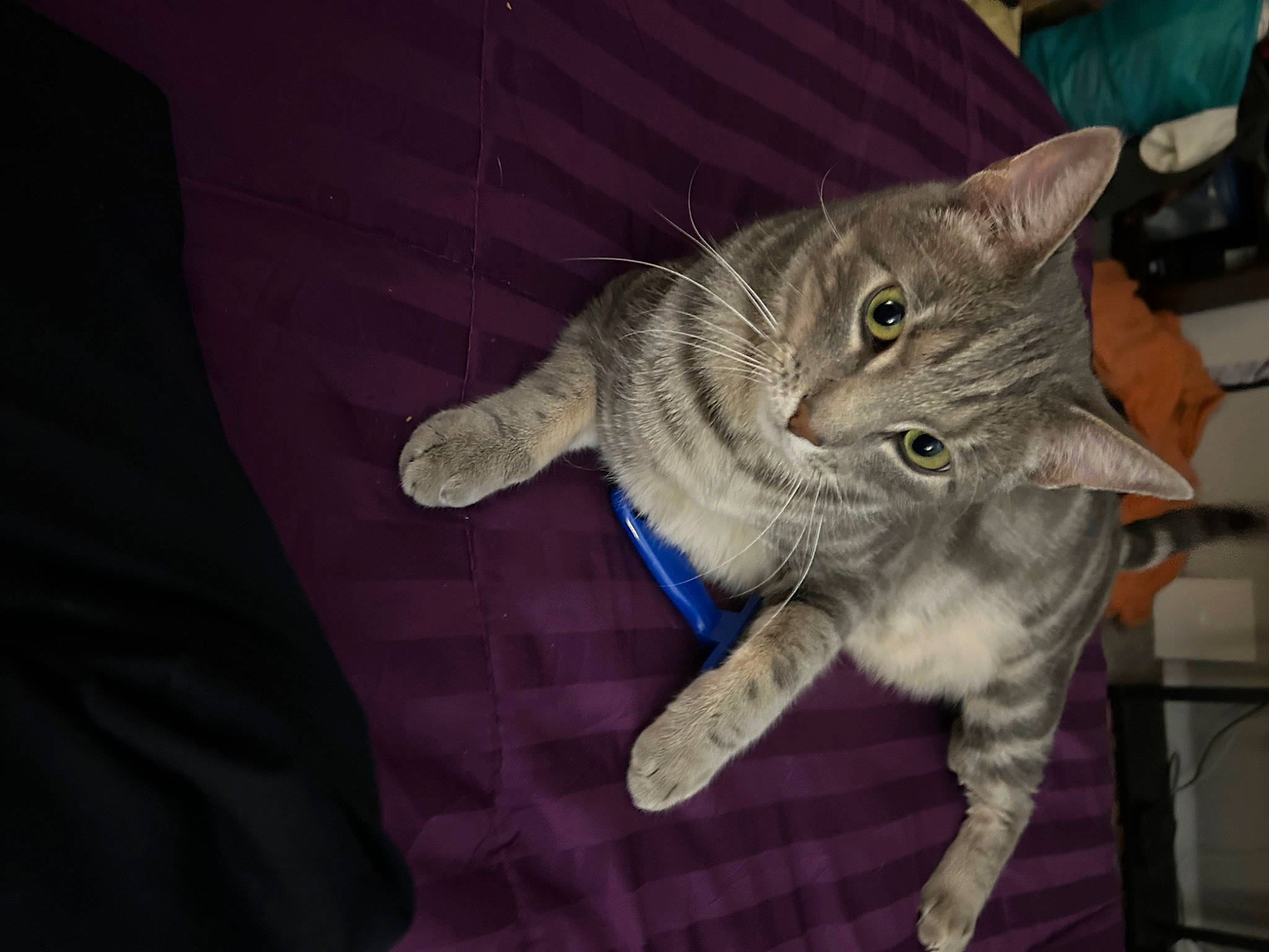 Winnie joined the competition — help win amazing prizes! carnivore, cat, claw, comfort, domestic_short_haired_cat, ear, electric_blue, felidae, fur, gesture, nail, paw, small_to_medium_sized_cats, snout, tail, thread, whiskers