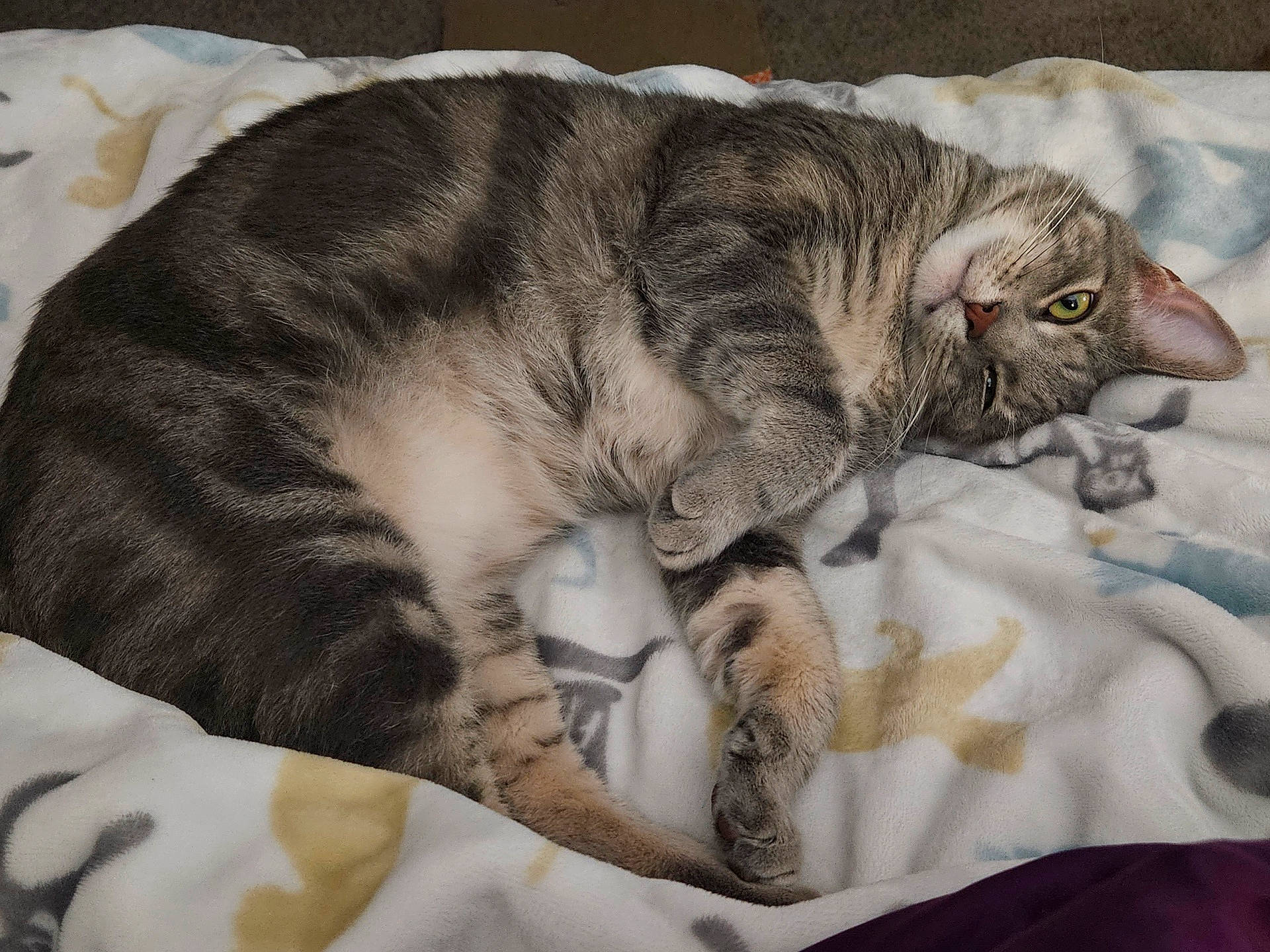 Winnie joined the competition — help win amazing prizes! carnivore, cat, claw, comfort, domestic_short_haired_cat, fawn, felidae, fur, grey, linens, mammal, nap, paw, sleep, small_to_medium_sized_cats, snout, tail, terrestrial_animal, whiskers, wrinkle