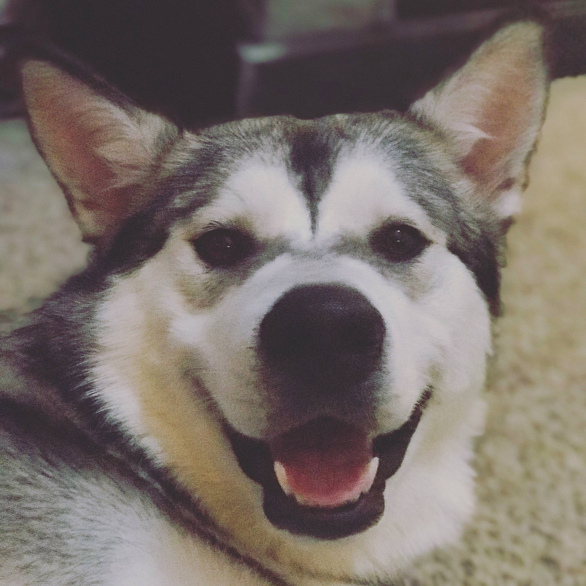 Zeus joined the competition — help win amazing prizes! alaskan_malamute, canidae, carnivore, dog, dog_breed, eye, head, mammal, miniature_siberian_husky, northern_inuit_dog, nose, saarloos_wolfdog, sakhalin_husky, seppala_siberian_sleddog, siberian_husky, sled_dog, snout, tamaskan_dog, vertebrate, wolfdog