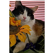 Pebbles is registered to the contest to win money with this photo: cat, black_and_white, flower, sunflower, plant, pet, feline, whiskers, greenery, indoor, close_up, portrait, cute, relaxed, fluffy, pink_background, nature, soft_light, domestic_animal, curious