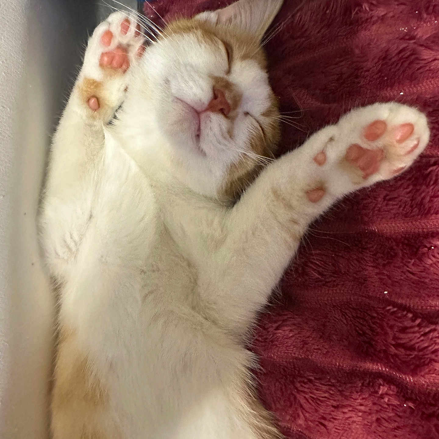 Rocky a rejoint le concours — aidez-le/la à gagner de superbes lots ! animal, blanket, cat, close_up, cozy, cute, fluffy, indoor, napping, orange_fur, paw_pads, peaceful, pet, red_blanket, relaxed, resting, sleeping, soft_texture, whiskers, white_fur
