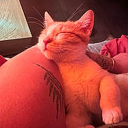 Rocky a rejoint le concours — aidez-le/la à gagner de superbes lots ! cat, close_up, comfort, cozy, domestic_animal, feline, human, indoor, kitten, leg, orange_and_white, paw, pet, relaxed, resting, skin, sleeping, soft_light, tattoo, whiskers