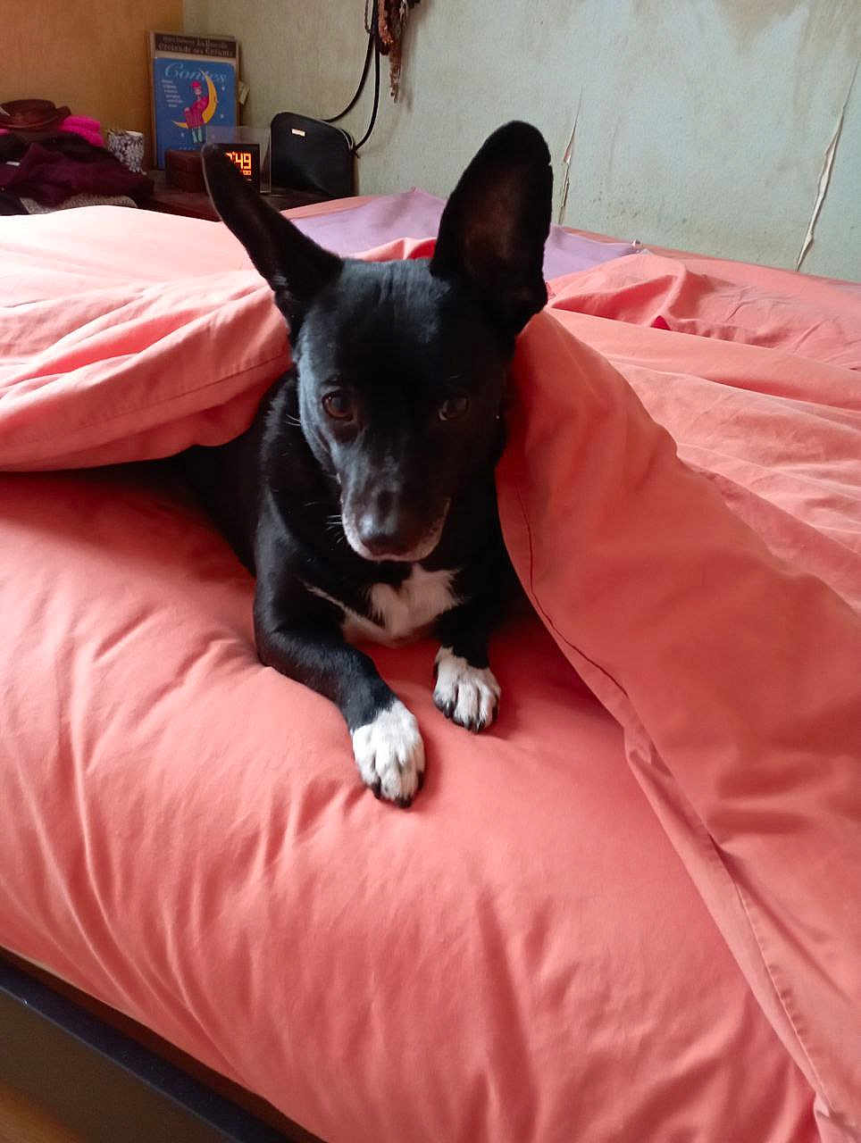 Gaston