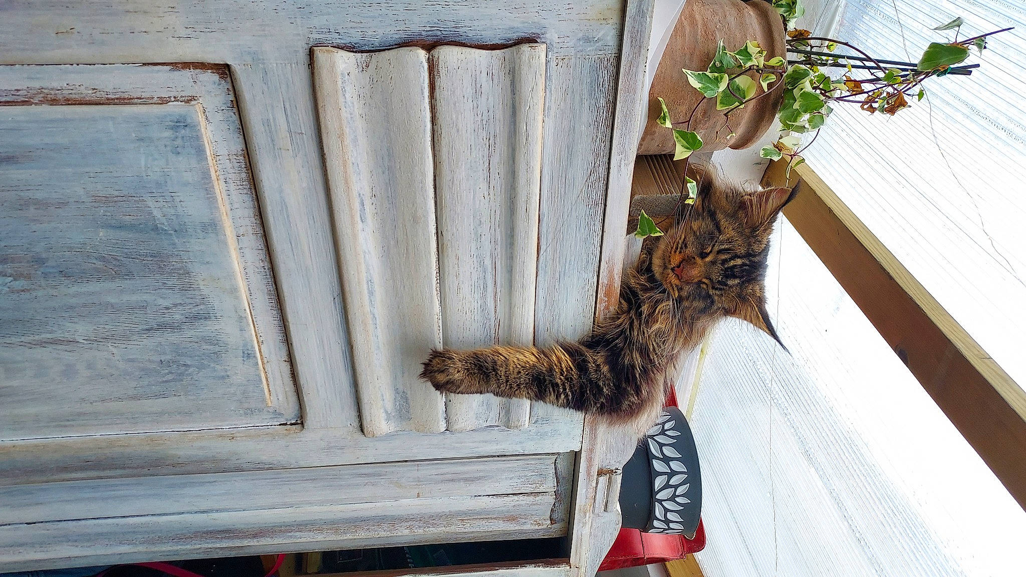 Socrate participe au concours pour gagner de l'argent avec cette photo : door, fawn, felidae, flowerpot, fur, herb, houseplant, natural_material, pattern, plant, plant_stem, small_to_medium_sized_cats, tail, tree, trunk, twig, wall, window, winter, wood