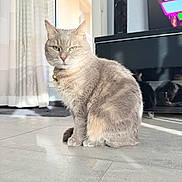 Sally a rejoint le concours — aidez-le/la à gagner de superbes lots ! bell, calm, cat, collar, curtains, domestic, feline, floor, gray_cat, home, indoor, light, pet, portrait, reflection, shadow, sitting, television, tile_floor, window