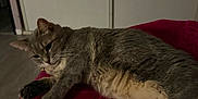 Sally a rejoint le concours — aidez-le/la à gagner de superbes lots ! animal, blanket, cat, cozy, domestic_cat, feline, floor, fur, gray_cat, home, indoor, lying_down, pet, quiet, red_blanket, relaxed, resting, sleepy, soft_lighting, whiskers