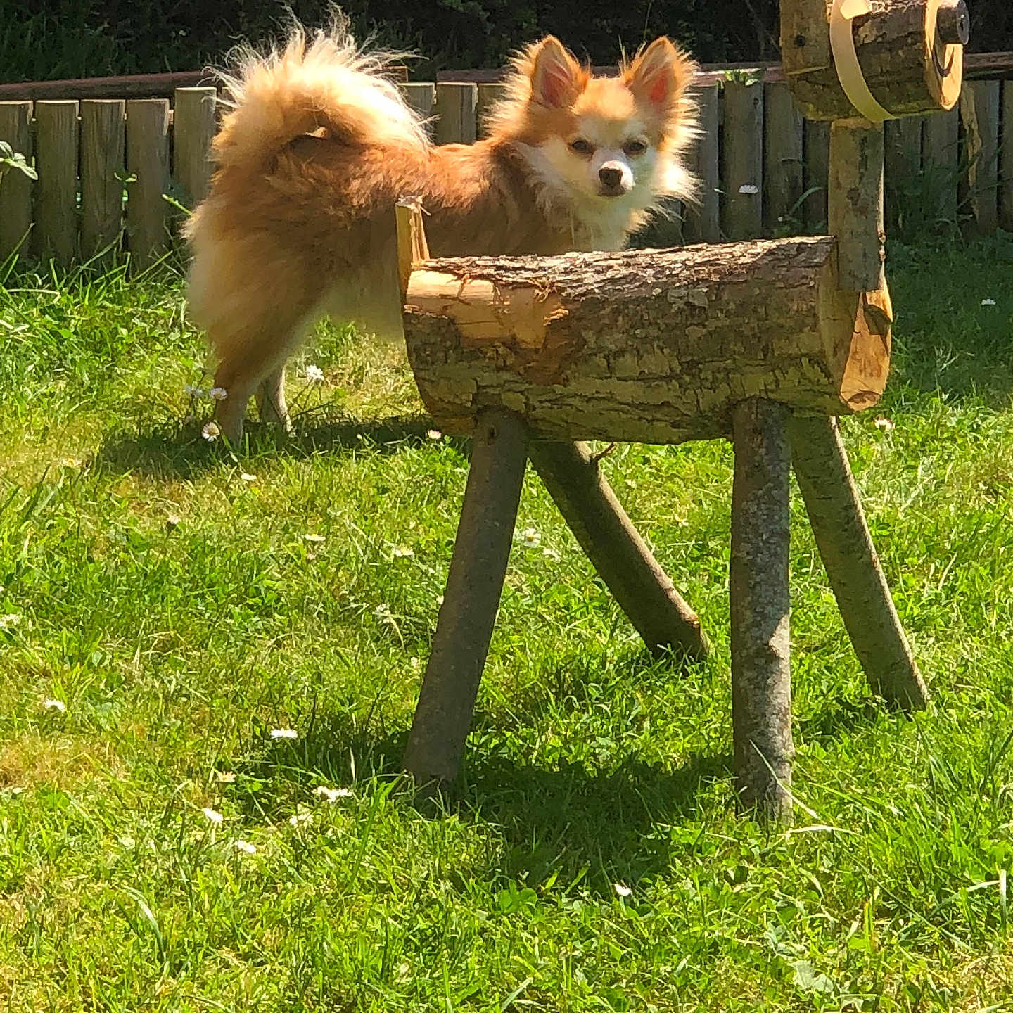 Solo participe au concours pour gagner de l'argent avec cette photo : animal, art, daylight, dog, ears, fence, fluffy, garden, grass, greenery, lawn, nature, outdoor, pet, small_dog, summer, sunlight, tail, wood, wooden_sculpture