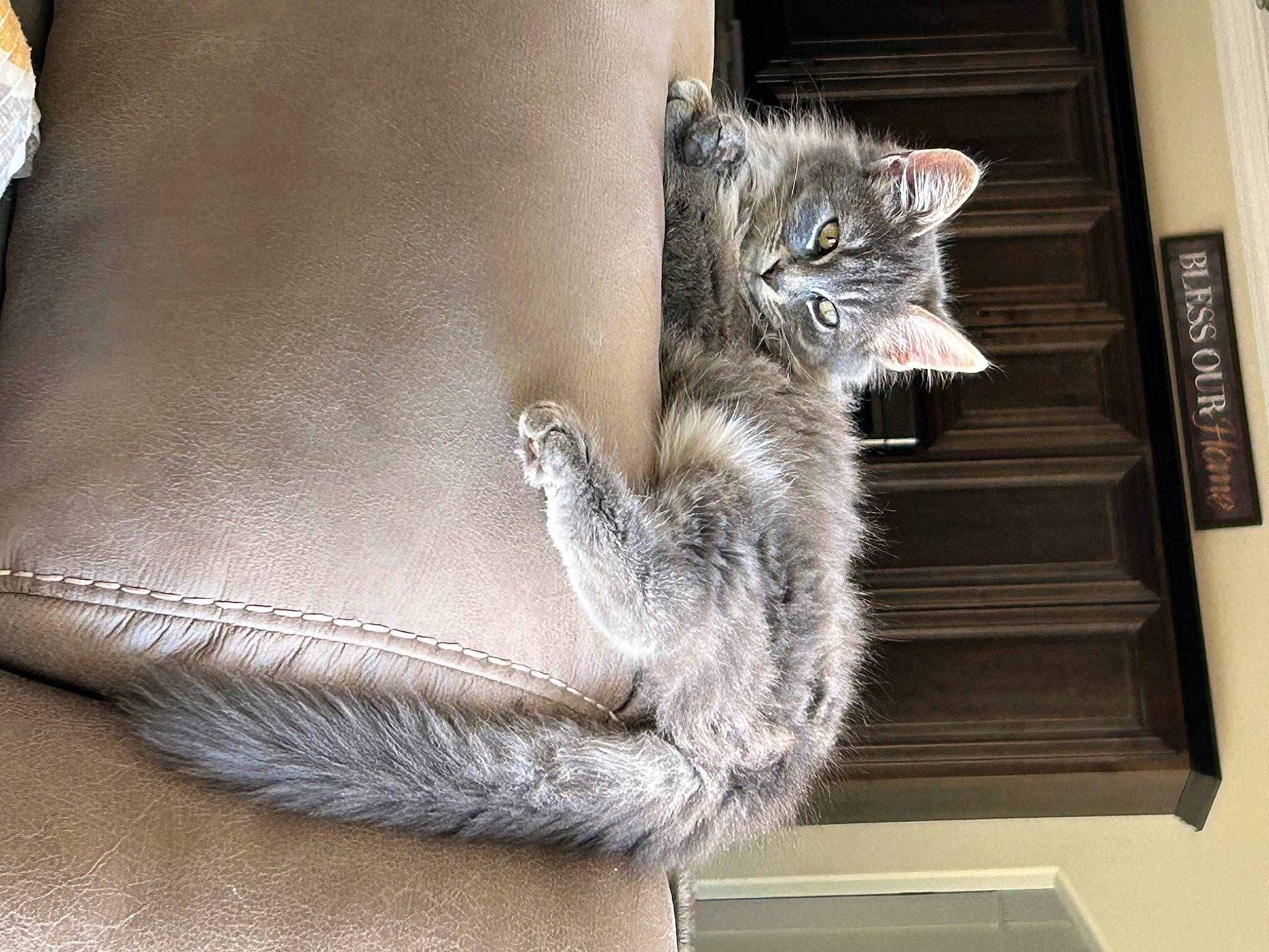 Meeka joined the competition — help win amazing prizes! carnivore, cat, cat_furniture, cat_supply, claw, comfort, couch, domestic_short_haired_cat, door, felidae, fur, grey, paw, shelf, sitting, small_to_medium_sized_cats, snout, tail, whiskers, window