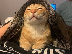 Spirou participe au concours pour gagner de l'argent avec cette photo : carnivore, cat, claw, comfort, domestic_short_haired_cat, ear, eye, fawn, felidae, fur, head, small_to_medium_sized_cats, snout, terrestrial_animal, whiskers, wildlife