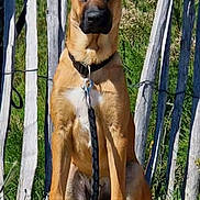 Ayden a rejoint le concours — aidez-le/la à gagner de superbes lots ! dog, leash, fence, outdoor, grass, sky, sunlight, pet, canine, sitting, brown_dog, collar, nature, wooden_fence, daytime, alert, animal, portrait, guard_dog, watchful
