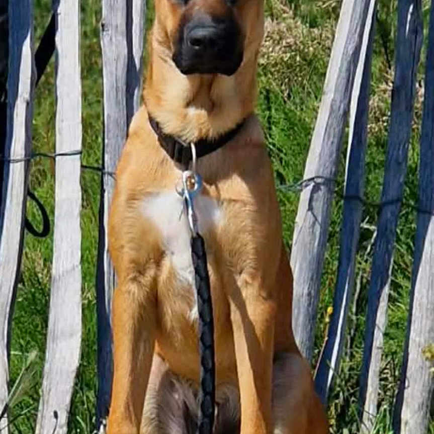 Ayden a rejoint le concours — aidez-le/la à gagner de superbes lots ! dog, leash, fence, outdoor, grass, sky, sunlight, pet, canine, sitting, brown_dog, collar, nature, wooden_fence, daytime, alert, animal, portrait, guard_dog, watchful