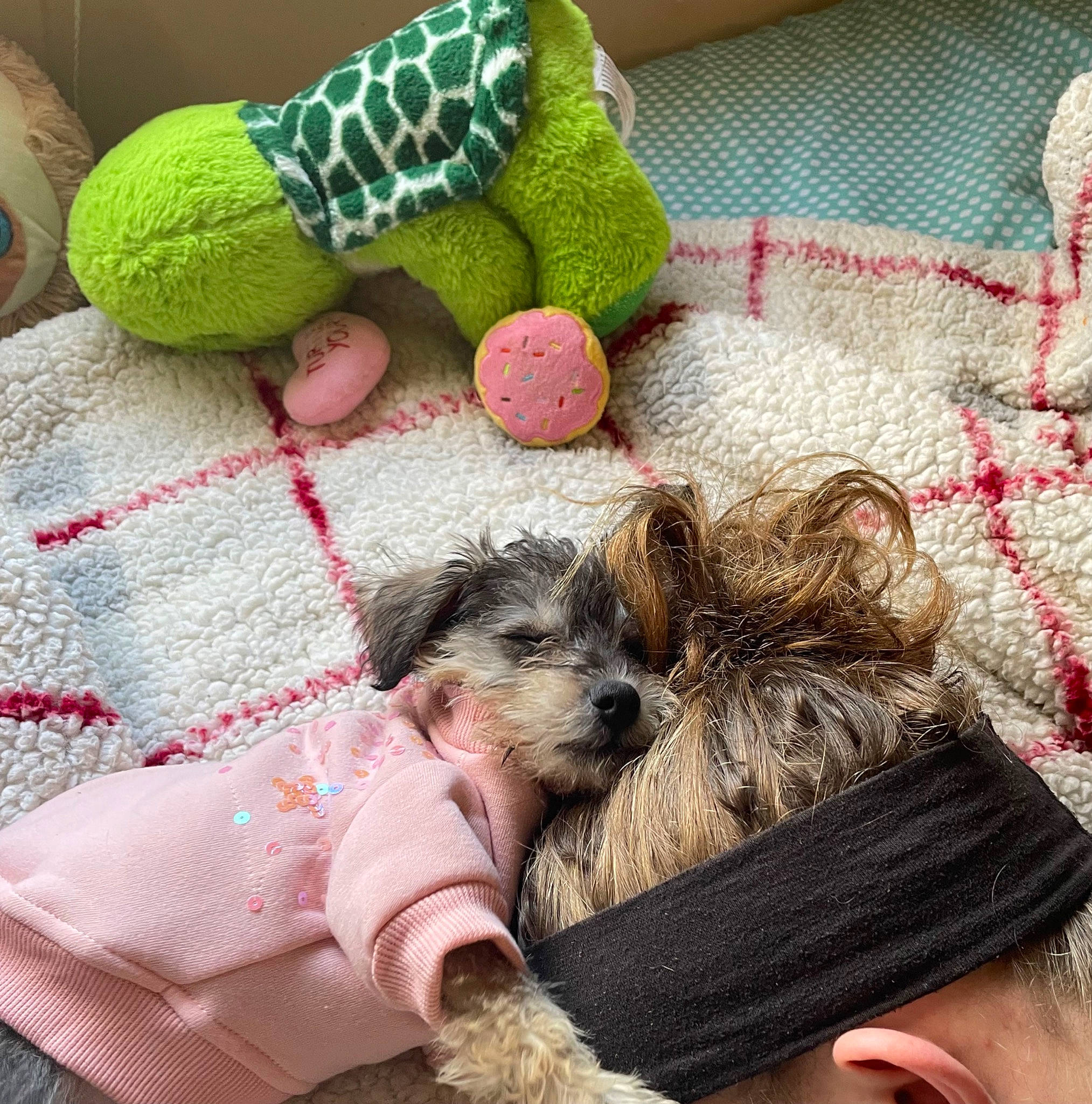 Eevee joined the competition — help win amazing prizes! carnivore, comfort, companion_dog, creative_arts, dog, dog_breed, dog_clothes, dog_supply, fur, hat, pattern, small_terrier, sporting_group, terrier, toy, toy_dog, water_dog, wool, woolen, working_animal