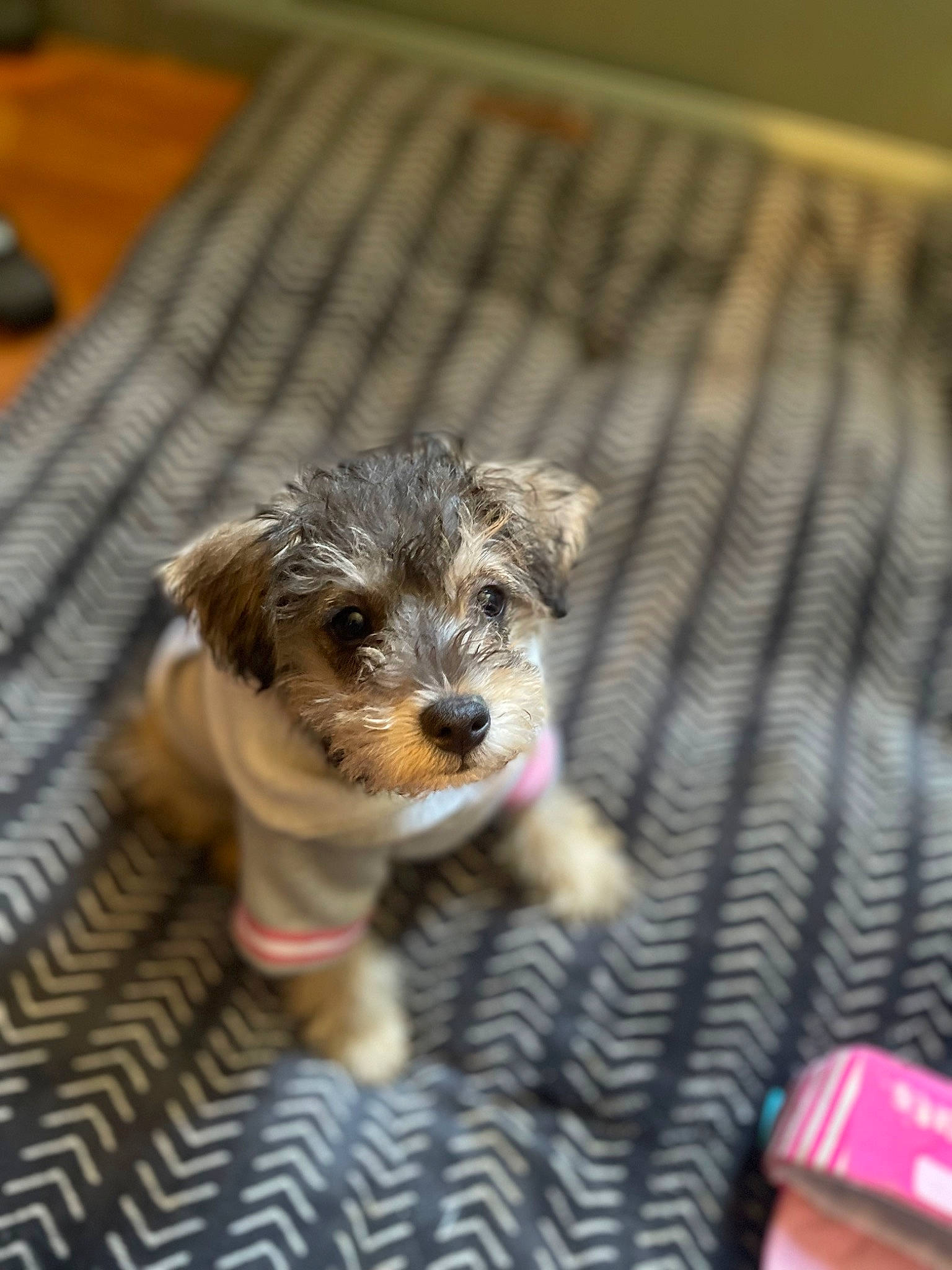 Eevee is registered to the contest to win money with this photo: canidae, carnivore, companion_dog, dog, dog_breed, fawn, fur, hardwood, puppy, small_terrier, sporting_group, terrestrial_animal, terrier, toy_dog, whiskers, wood, working_terrier