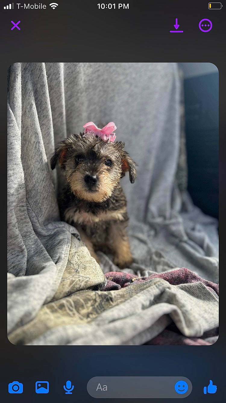 Eevee is registered to the contest to win money with this photo: bedding, canidae, carnivore, comfort, companion_dog, dog, dog_breed, dog_clothes, dog_supply, fawn, fur, grey, linens, paw, rectangle, small_terrier, snout, sporting_group, terrier, toy_dog