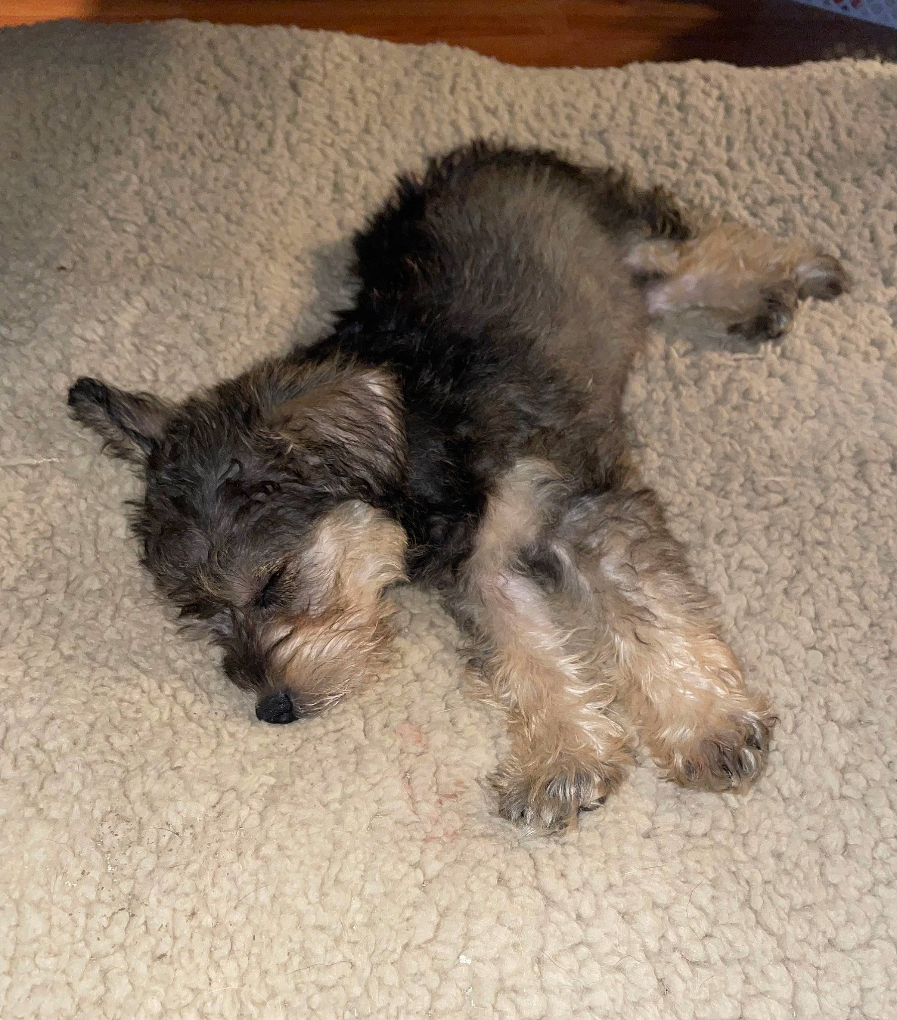 Eevee joined the competition — help win amazing prizes! carnivore, companion_dog, dog, dog_breed, fur, nap, paw, schnauzer, small_terrier, tail, terrestrial_animal, terrier, toy_dog