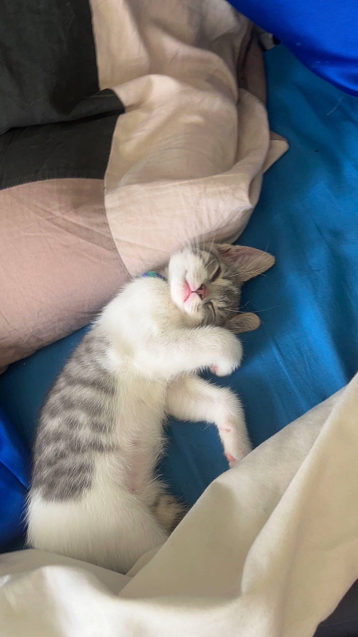 Nala a rejoint le concours — aidez-le/la à gagner de superbes lots ! carnivore, cat, claw, comfort, domestic_short_haired_cat, elbow, felidae, foot, fur, gesture, human_leg, lap, linens, nail, nap, paw, small_to_medium_sized_cats, tail, whiskers