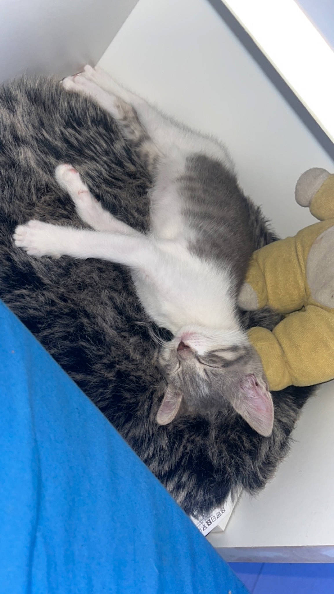 Nala participe au concours pour gagner de l'argent avec cette photo : canidae, carnivore, cat, claw, comfort, dog_breed, domestic_short_haired_cat, felidae, finger, foot, fur, gesture, grey, human_leg, paw, small_to_medium_sized_cats, snout, sporting_group, tail, whiskers