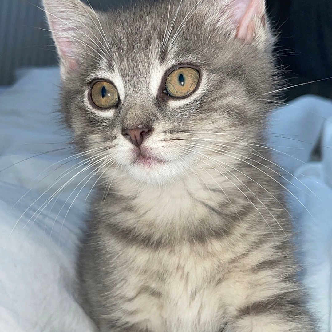 Blueberry participe au concours pour gagner de l'argent avec cette photo : abyssinian, angora, animal, blanket, cat, egyptiancat, kitten, manx, pet, siamese