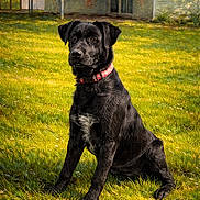 Pita a rejoint le concours — aidez-le/la à gagner de superbes lots ! dog, black_dog, collar, grass, outdoor, animal, pet, sitting, sunlight, yard, building, shed, nature, canine, fur, portrait, daytime, greenery, attentive, domestic_animal