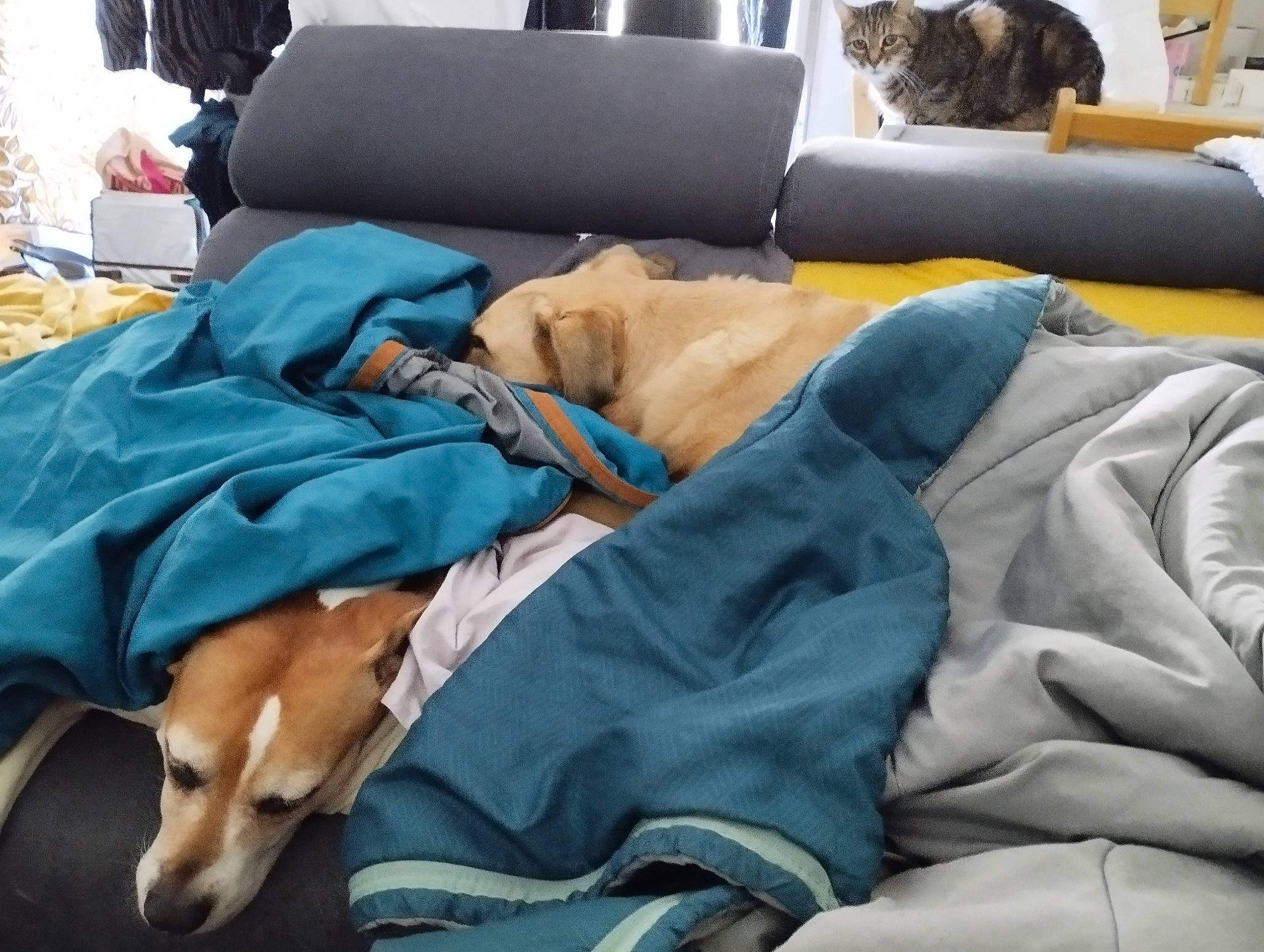 Jaïna participe au concours pour gagner de l'argent avec cette photo : bag, canidae, carnivore, cat, comfort, companion_dog, couch, dog, dog_breed, dog_supply, fawn, felidae, fur, hound, linens, nap, room, sleep, small_to_medium_sized_cats, sporting_group