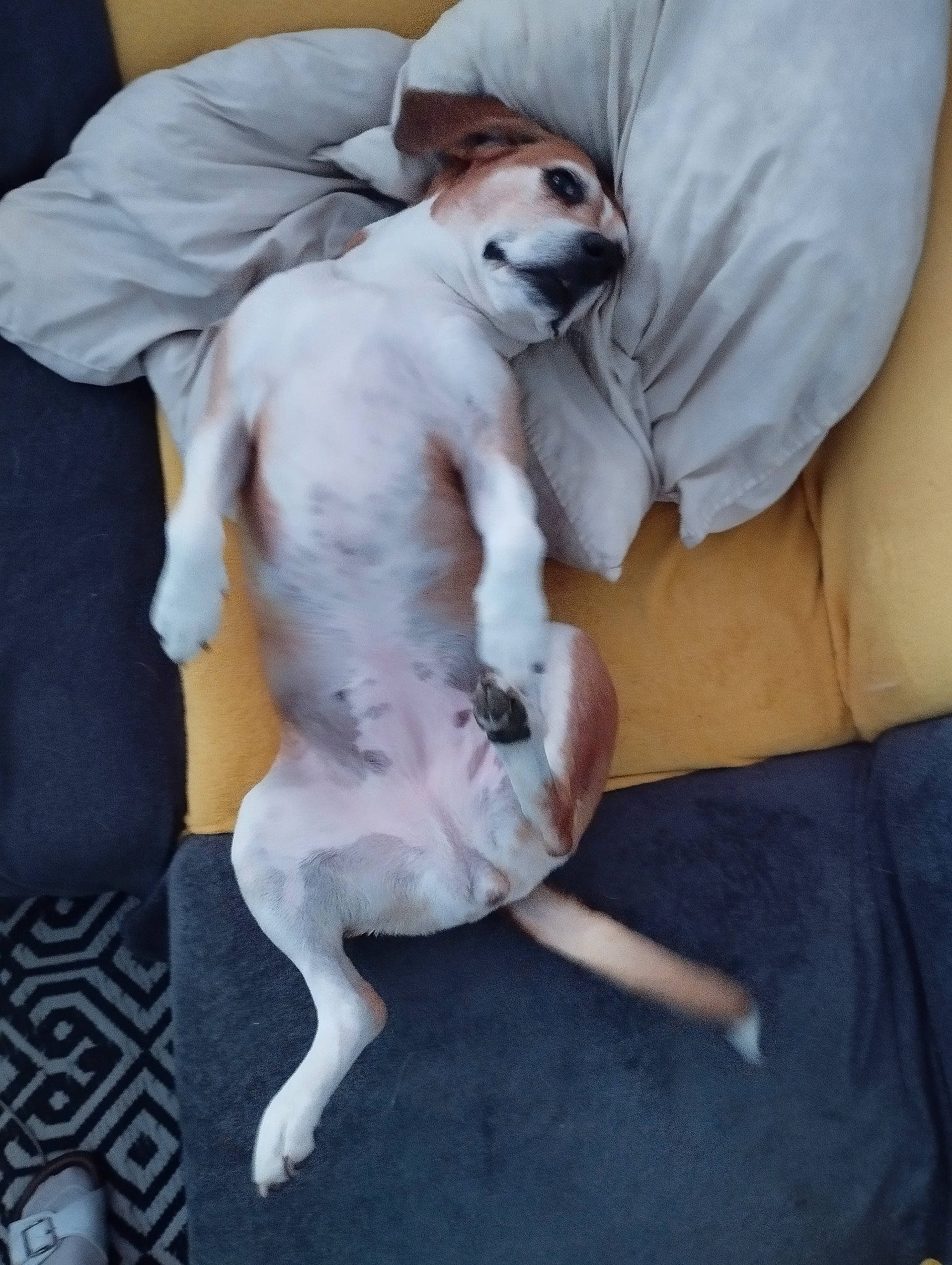 Jaïna a rejoint le concours — aidez-le/la à gagner de superbes lots ! canidae, carnivore, comfort, companion_dog, dog, dog_breed, dog_supply, elbow, fawn, fur, linens, paw, sitting, sleeve, snout, sporting_group, tail, toy_dog, whiskers, working_animal