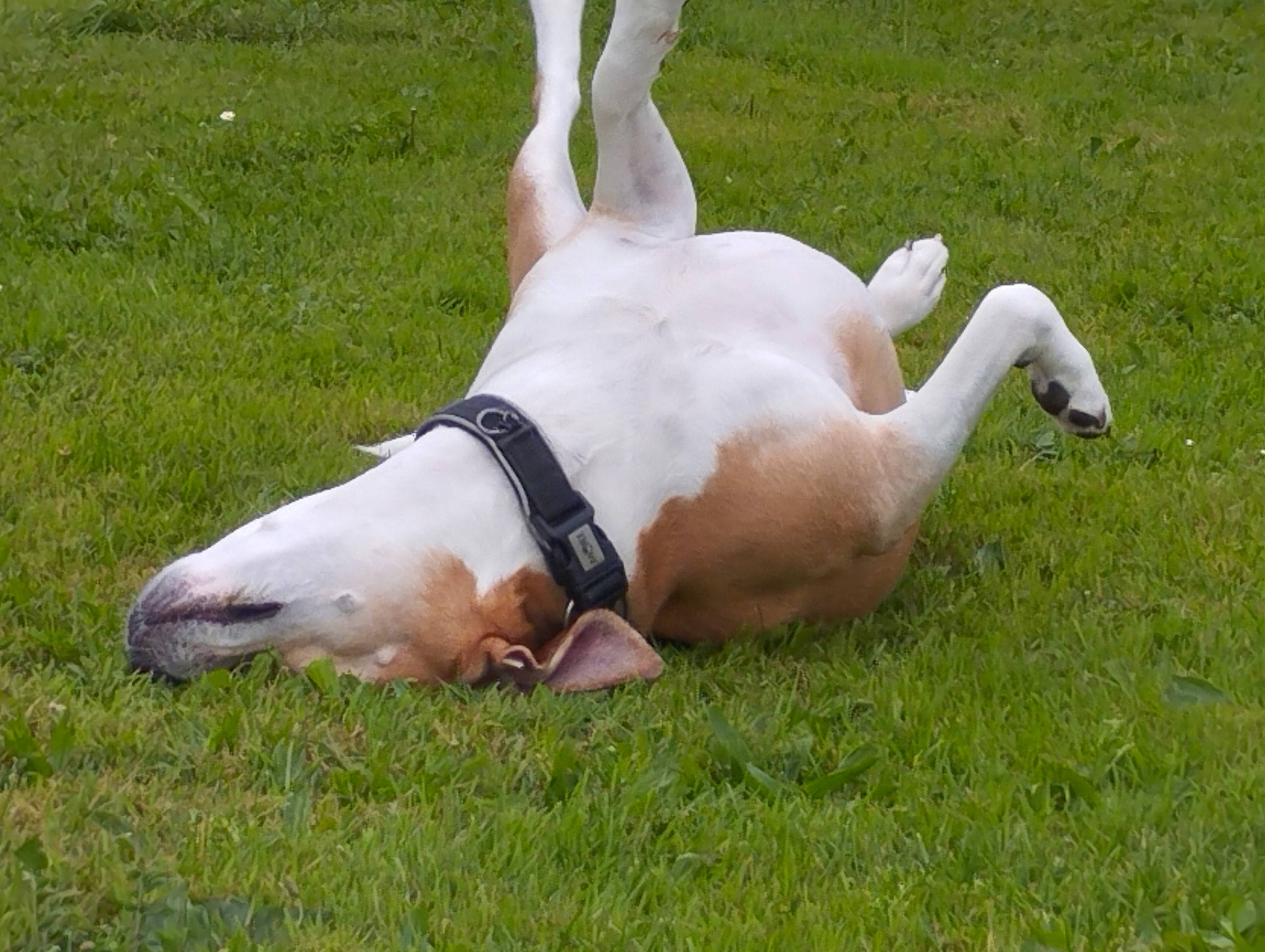 Jaïna participe au concours pour gagner de l'argent avec cette photo : _geese_and_swans, antelope, canidae, carnivore, companion_dog, cow_goat_family, dog, dog_breed, ducks, fawn, grass, grassland, horn, non_sporting_group, pasture, plant, sporting_group, tail, terrestrial_animal, tree