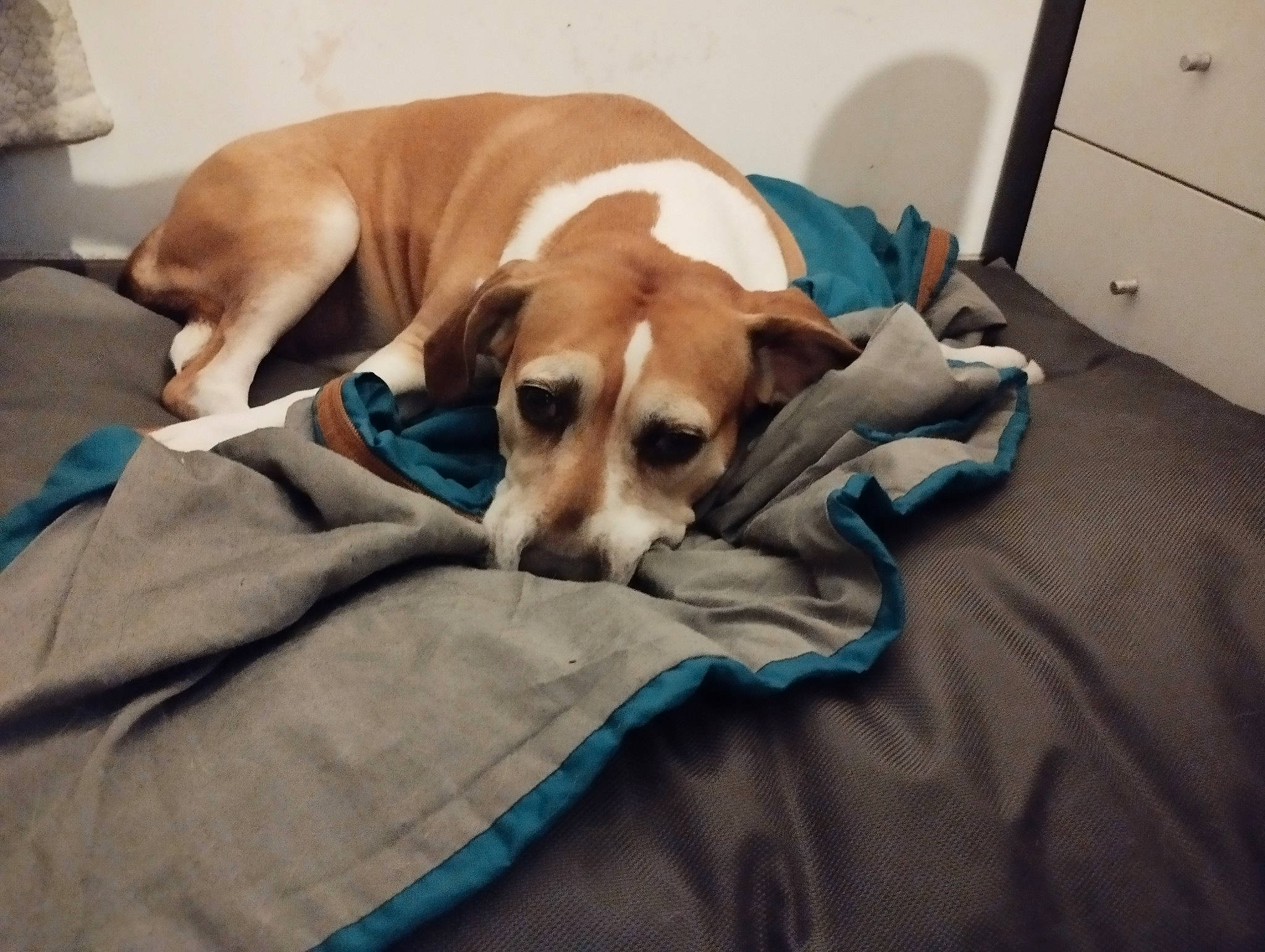 Jaïna participe au concours pour gagner de l'argent avec cette photo : bored, canidae, carnivore, chair, comfort, companion_dog, dog, dog_bed, dog_breed, dog_supply, drawer, fawn, flooring, linens, nap, room, sporting_group, working_animal