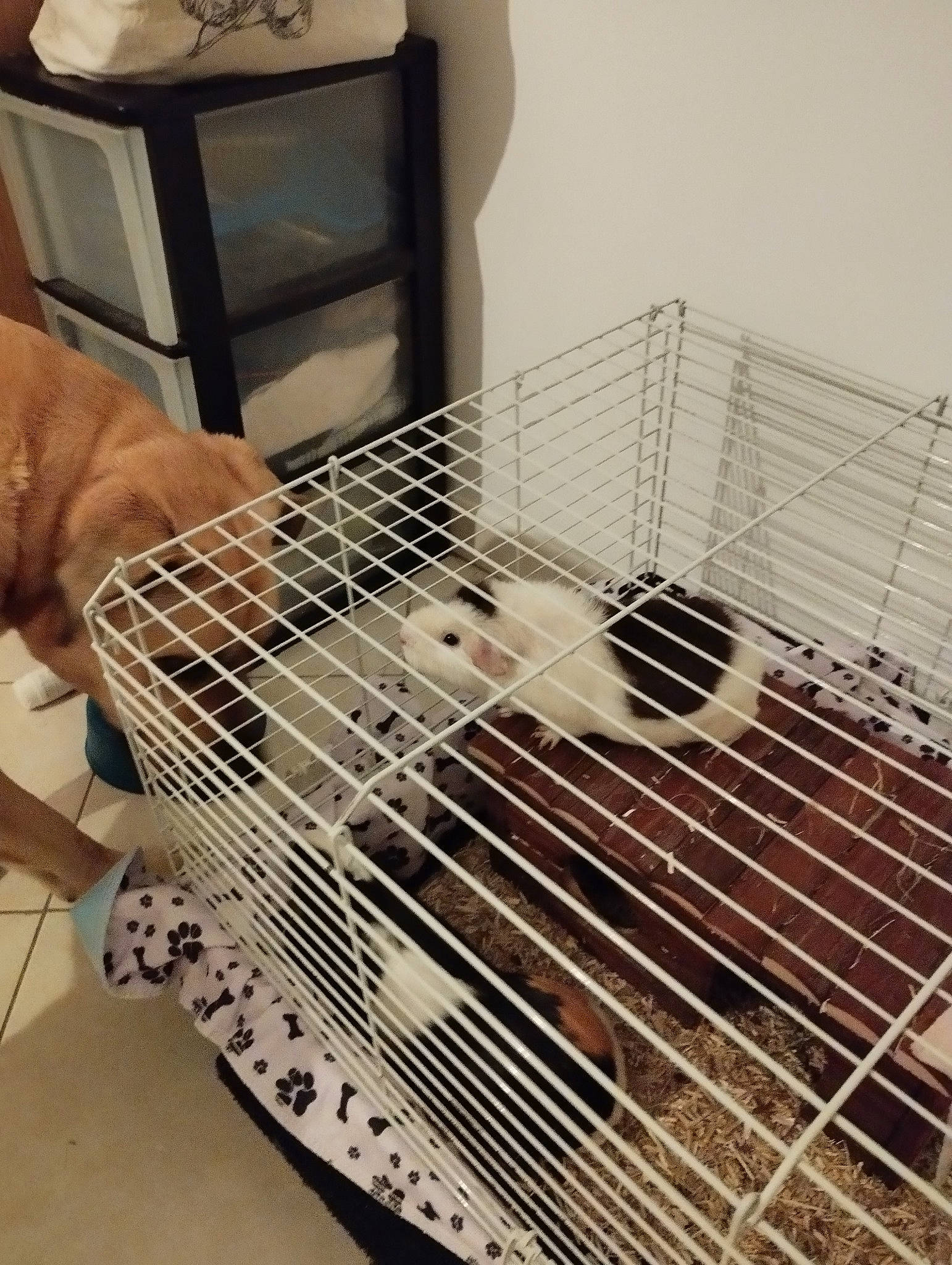 Lou participe au concours pour gagner de l'argent avec cette photo : animal_feed, animal_shelter, cage, composite_material, dishwasher, dog, floor, flooring, gas, hardwood, home_appliance, kitchen_appliance, major_appliance, mammal, metal, pet_supply, room, steel, vertebrate, wood