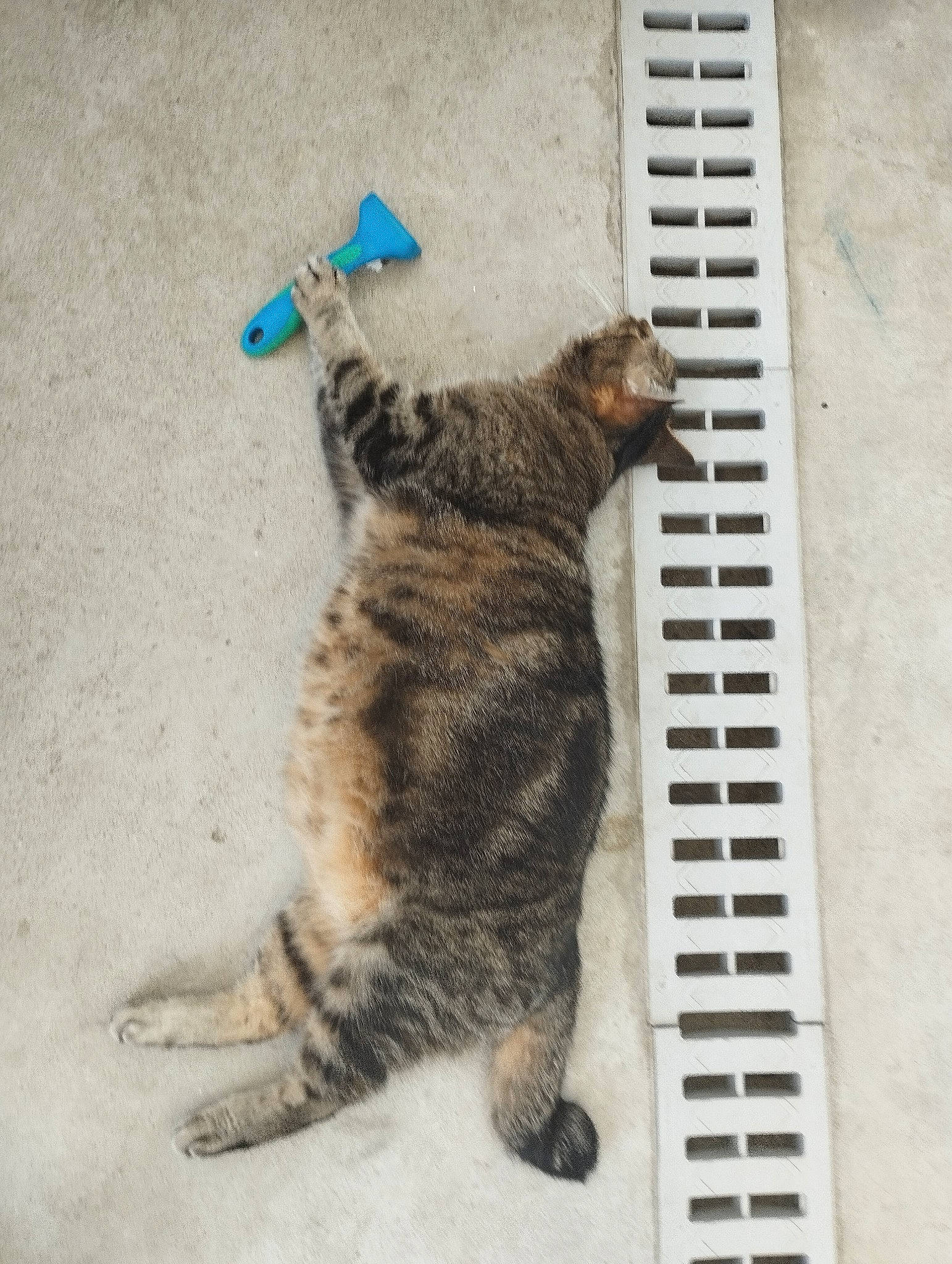 Fifille a rejoint le concours — aidez-le/la à gagner de superbes lots ! art, canidae, carnivore, cat, claw, domestic_short_haired_cat, felidae, flooring, foot, fur, paw, shadow, small_to_medium_sized_cats, snout, tail, terrestrial_animal, whiskers, wood